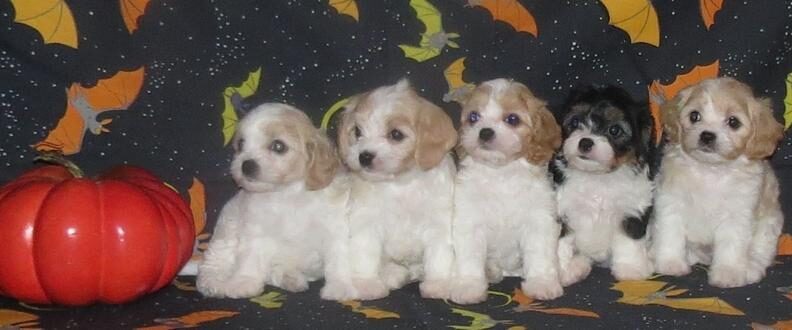 Cavachon puppies