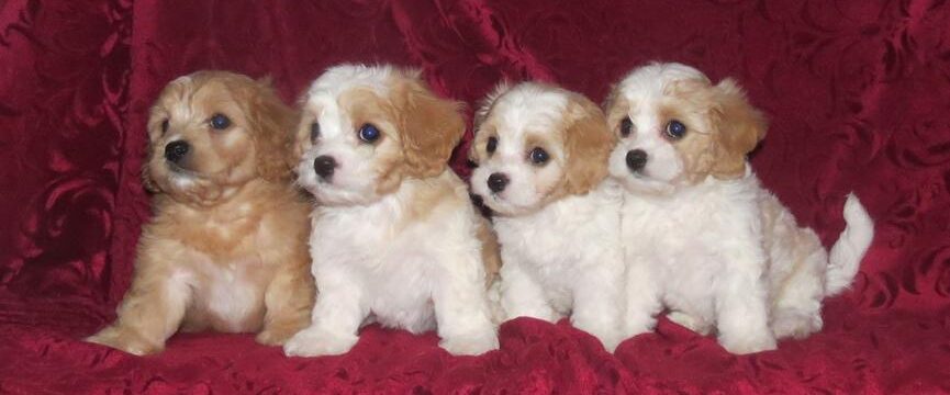 Cavachon puppies