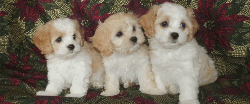 Cavachon puppies