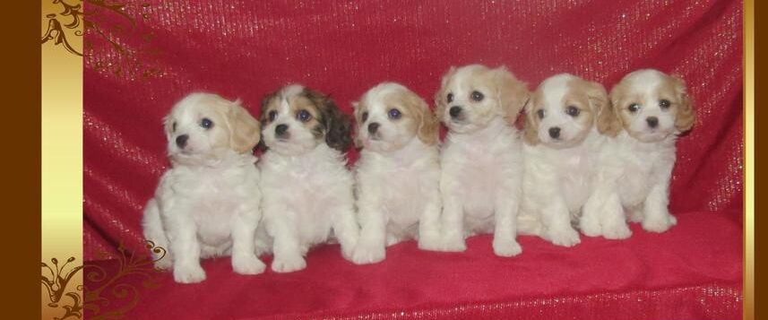 Cavachon puppies