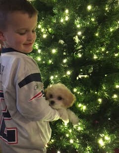 cavachon puppy with boy