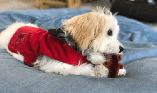 winter puppy