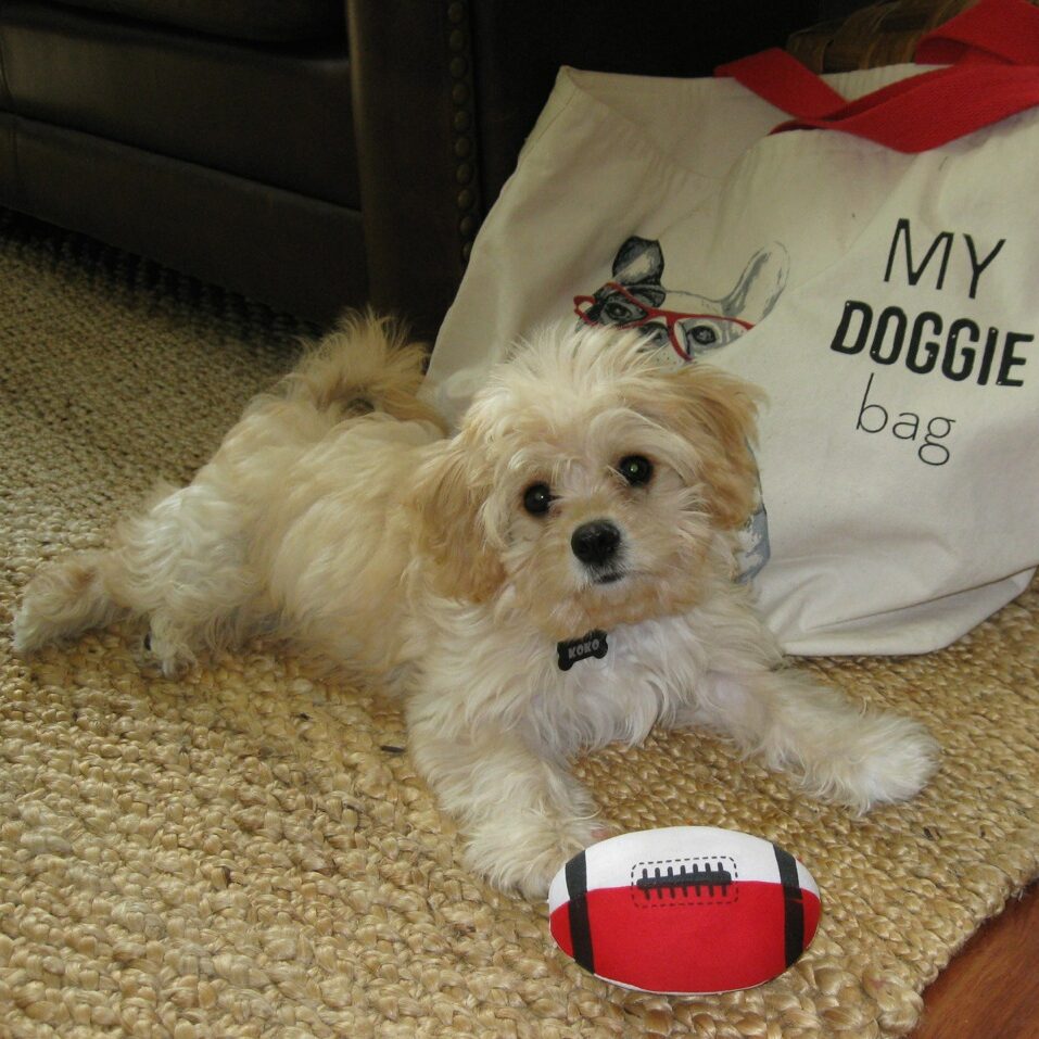 IMG_4369 cavachon puppy